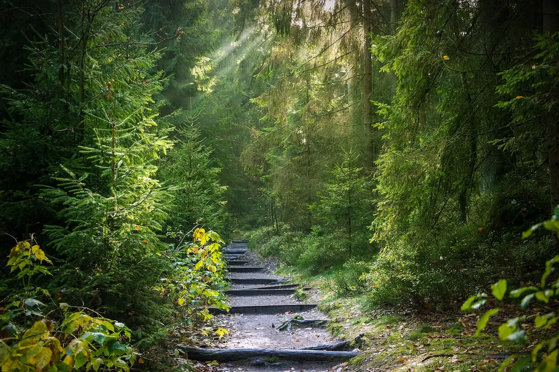 un bosque y un camino de escalones