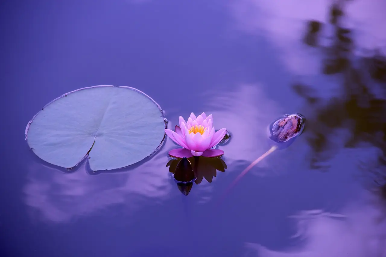 una flor de lotus en un lago