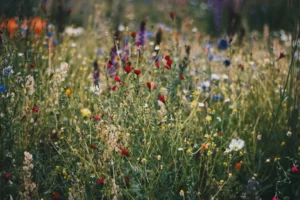 valle con flores
