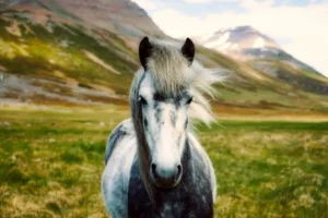 un caballo blanco en un valle