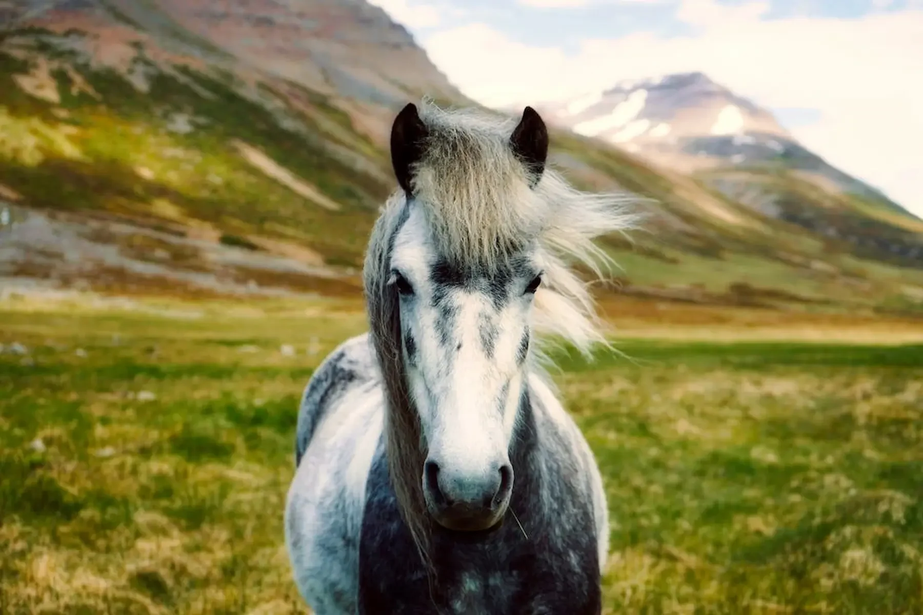 un caballo blanco en un valle
